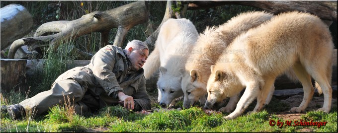 Wolf Werner Freund und die arktsichen Wölfe beim Fressen